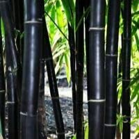 100+ Rare Black Bamboo Seeds for Planting