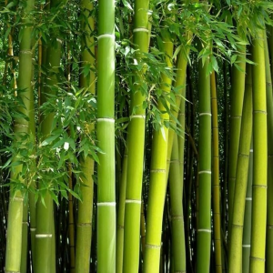 500+ Bamboo Seeds