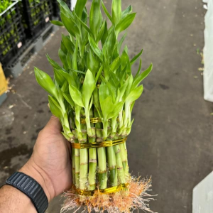 Live Two Tier Lucky Bamboo Plant - Bundle of 15 Stalks